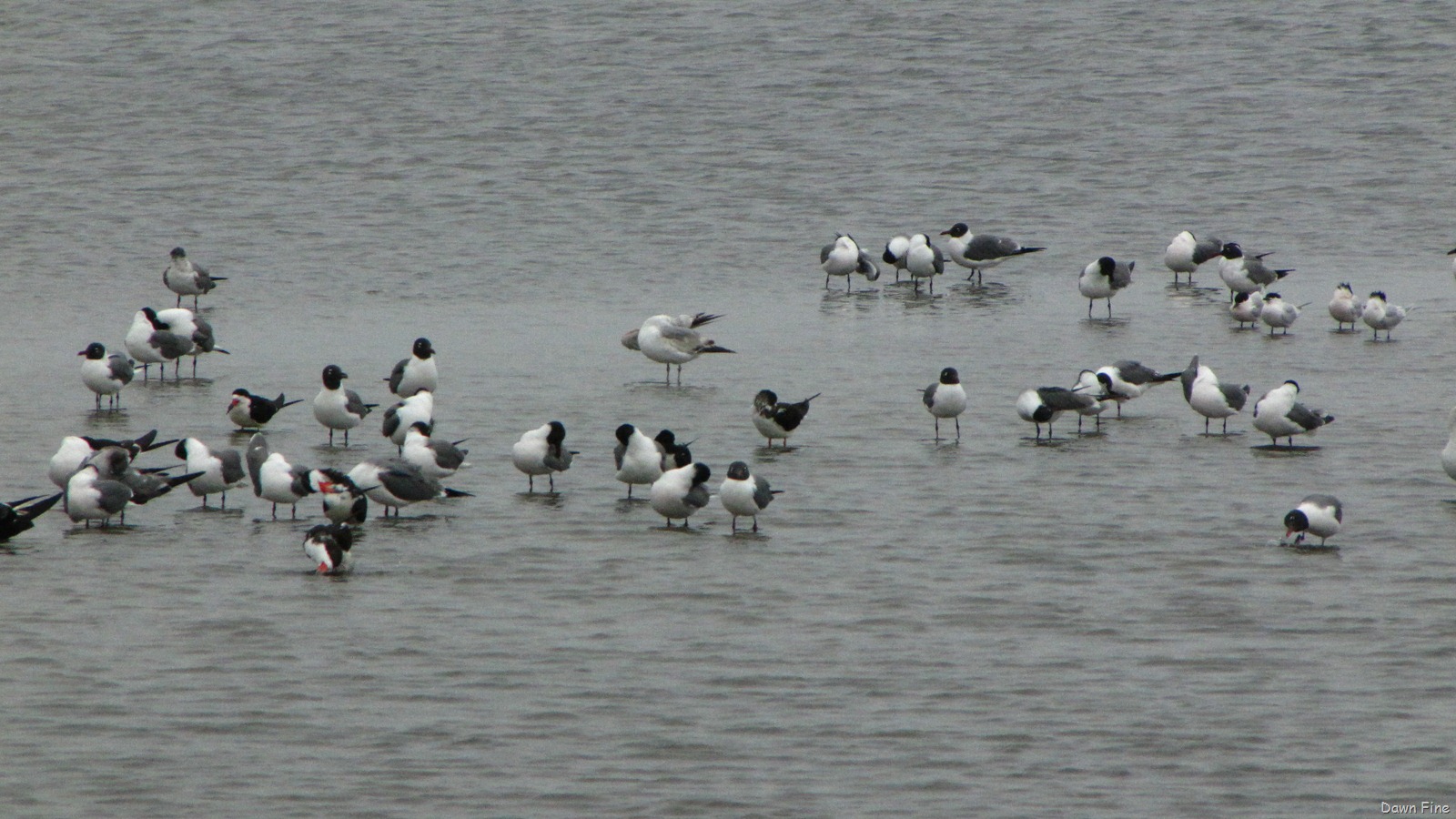 [PadreIslandbirding_0362.jpg]
