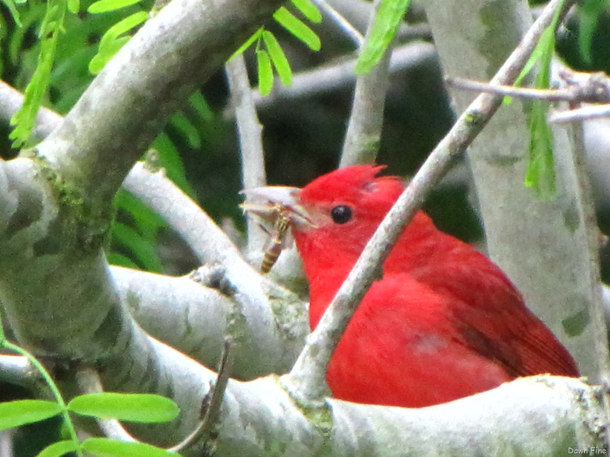 [falloutbirdspadre_025.jpg]