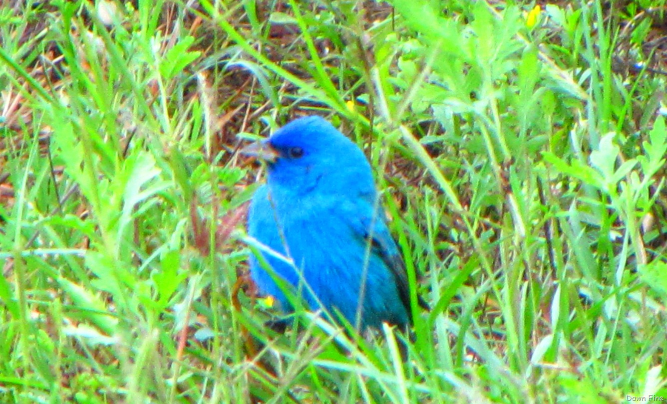 [FALLOUTBIRDING_0436.jpg]