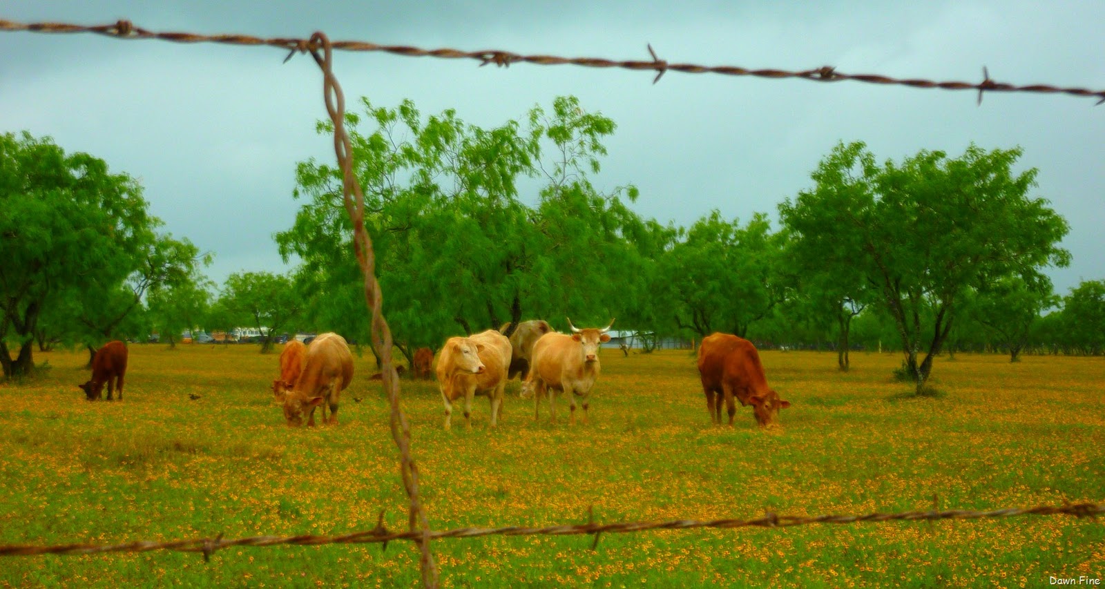 [yellow flower farm_017.jpg]