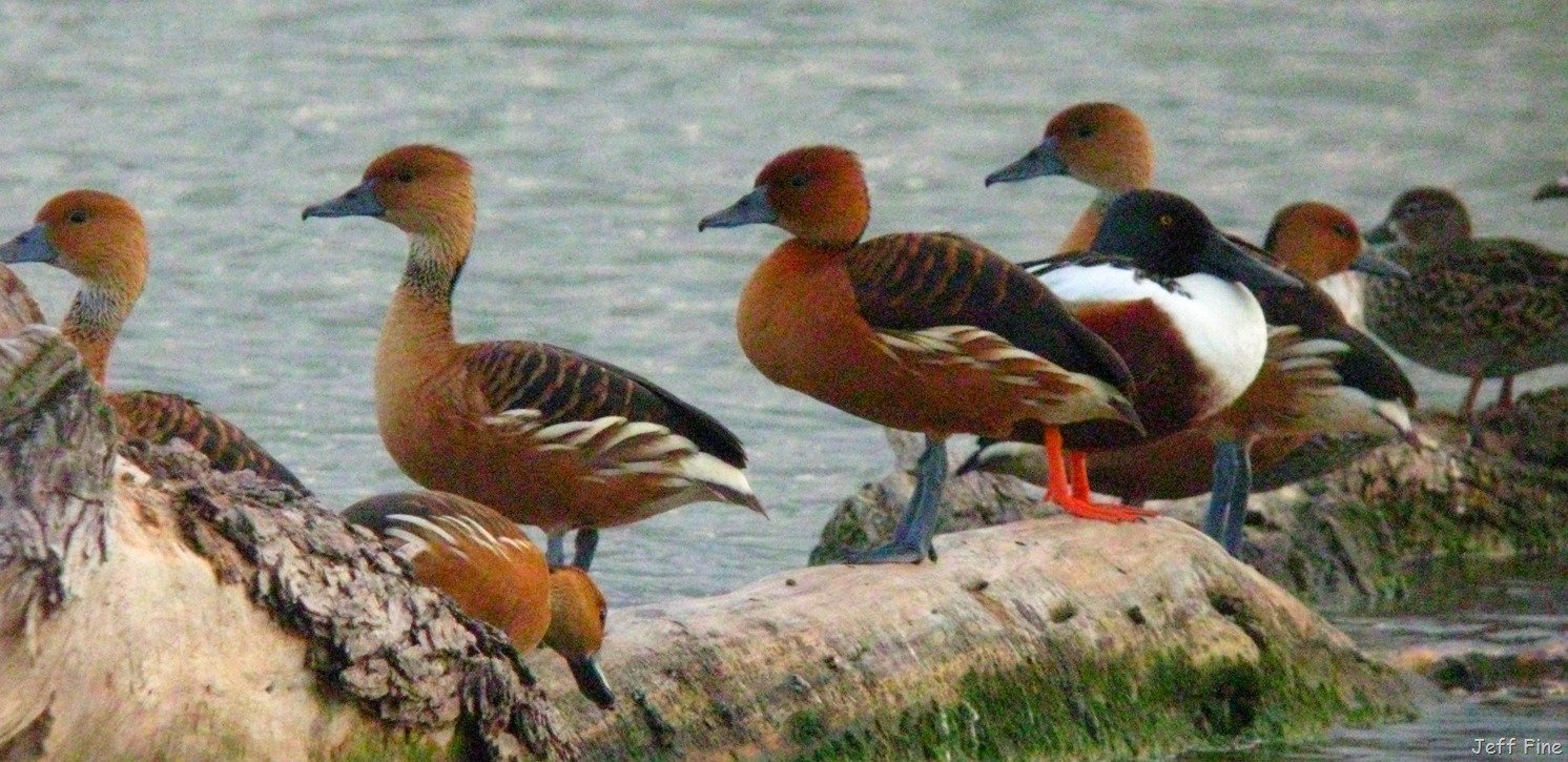 [jeffs pics santa ana benston_009[1].jpg]