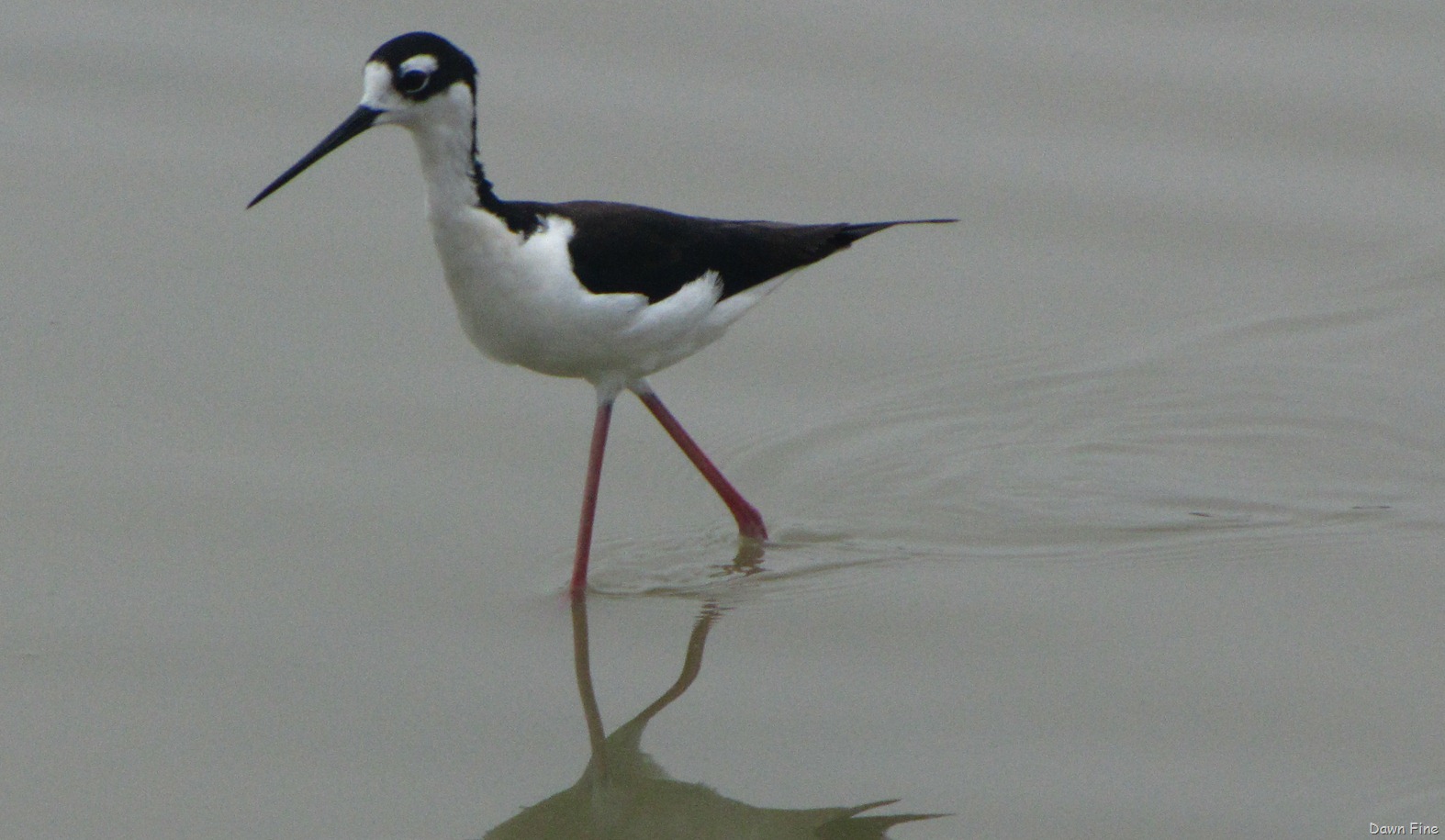 [Estero Llano_010[4].jpg]