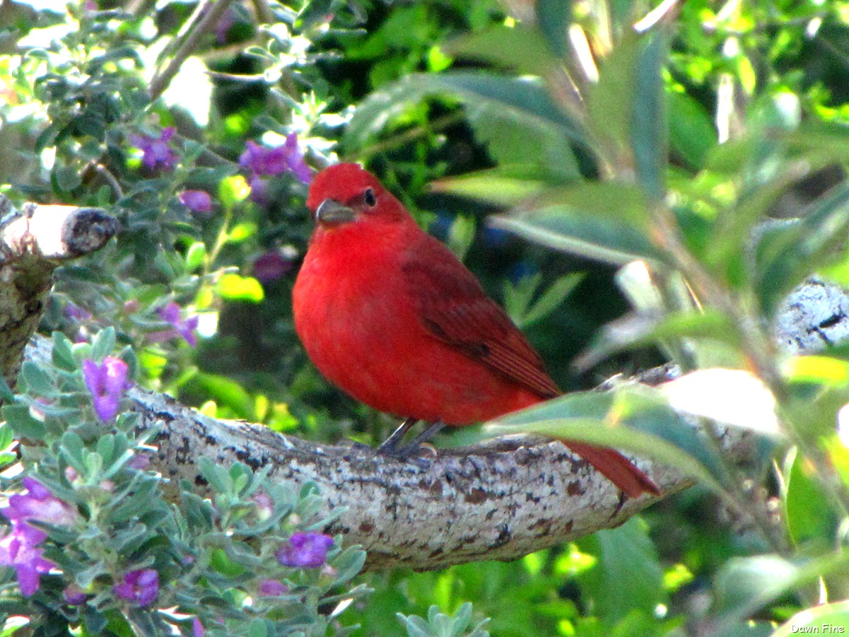 [bigsitbirds_0296.jpg]