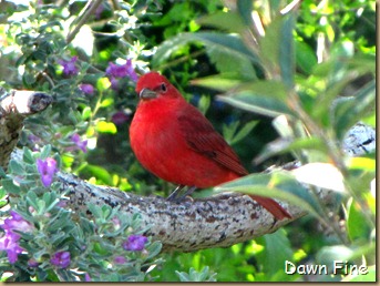 big sit birds_029 big sit birds_029