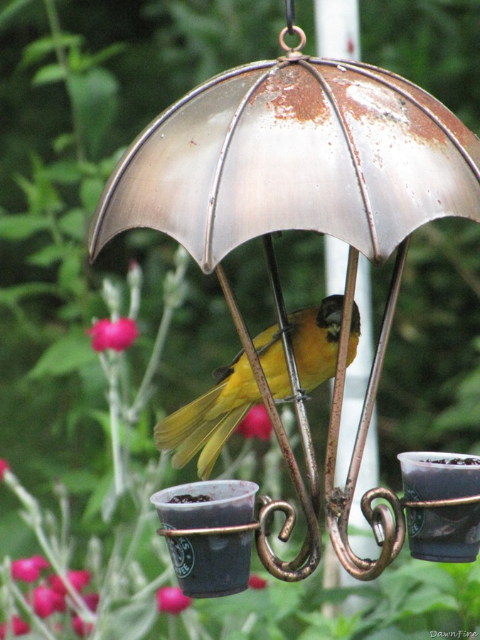 [birds at feeder_20090623_002.jpg]