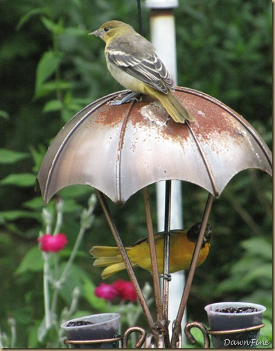 birds at feeder_20090623_003 birds at feeder_20090623_003