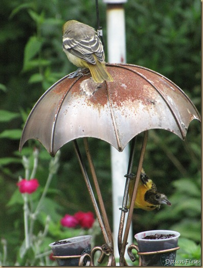 birds at feeder_20090623_005