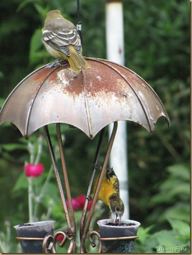 birds at feeder_20090623_006