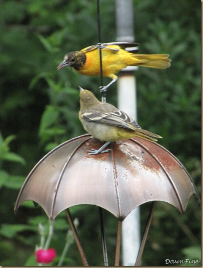 birds at feeder_20090623_008