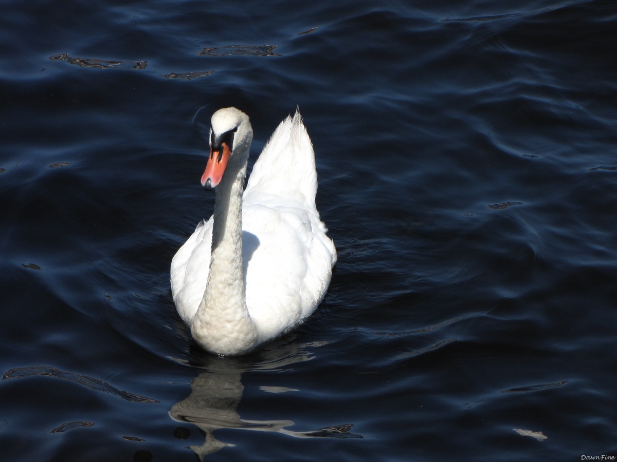 [Swans_20090712_001[2].jpg]