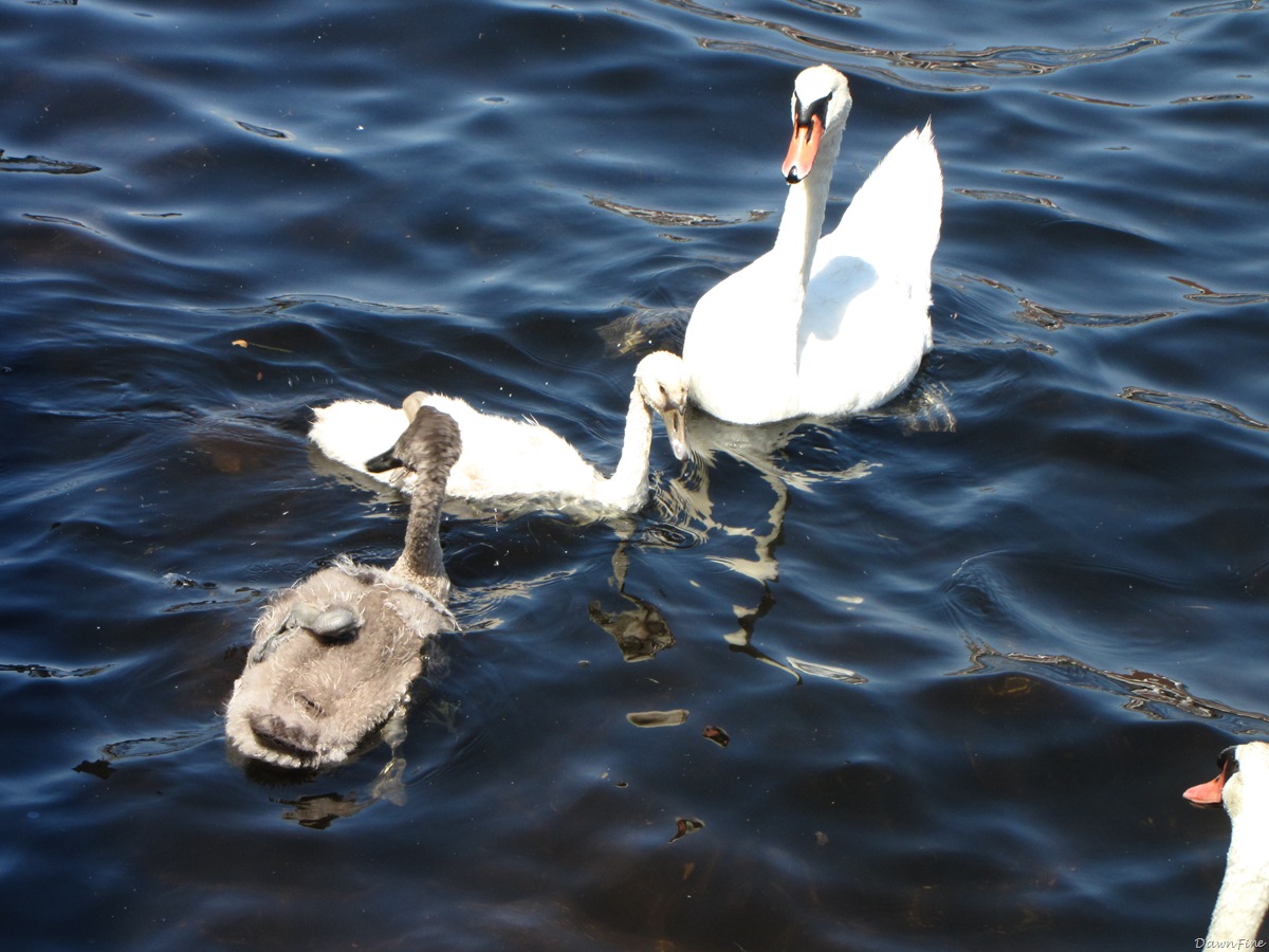 [Swans_20090712_002[2].jpg]