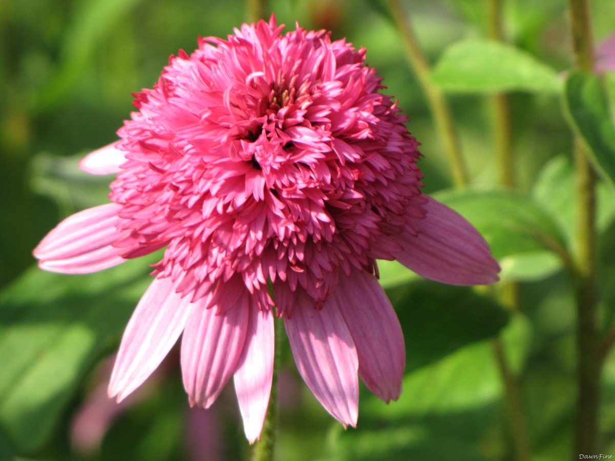 [lorisgarden_20090718_0032.jpg]