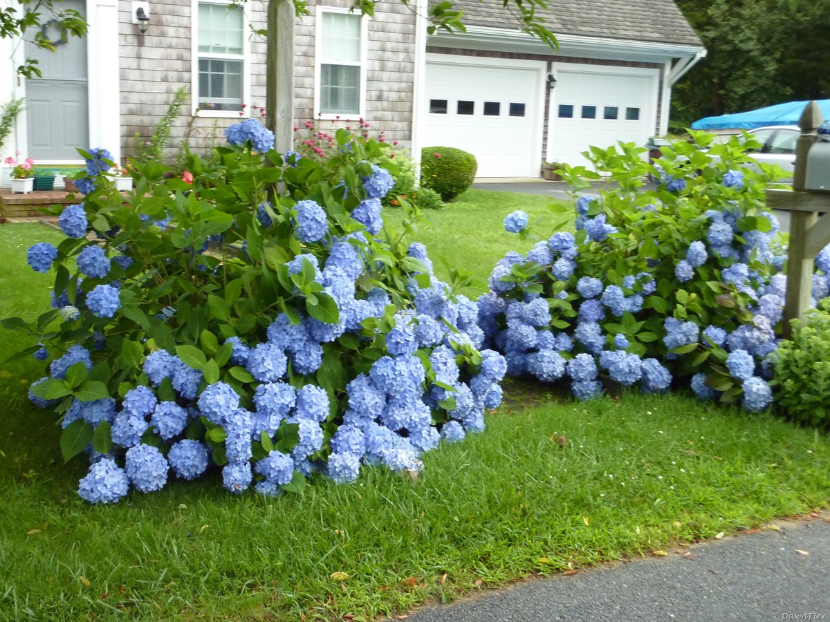 [Cape cod_20090730_014[2].jpg]