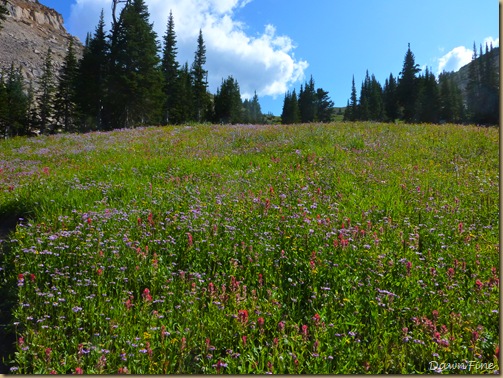 Elephant mountain hike_20090825_134