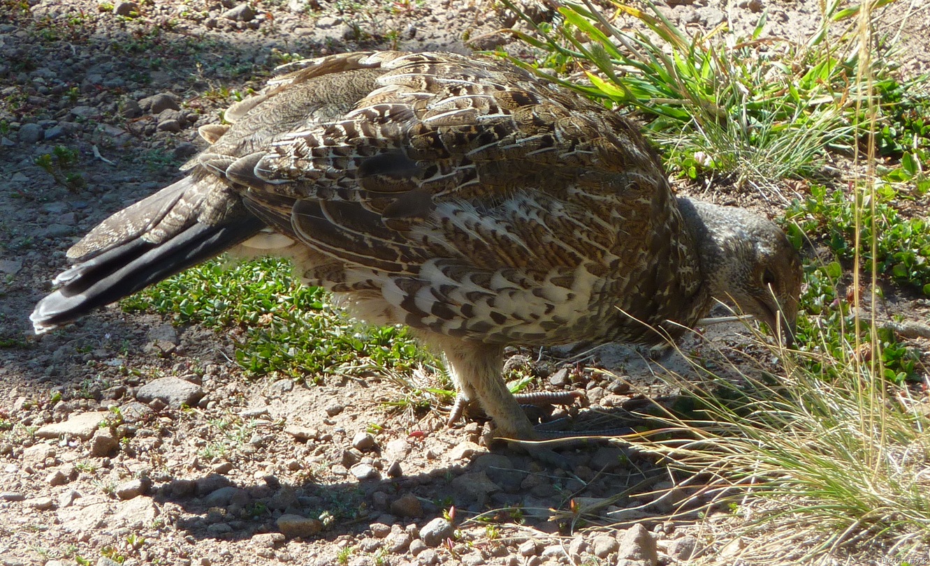 [Bunsonpeakhike_20090901_0643.jpg]