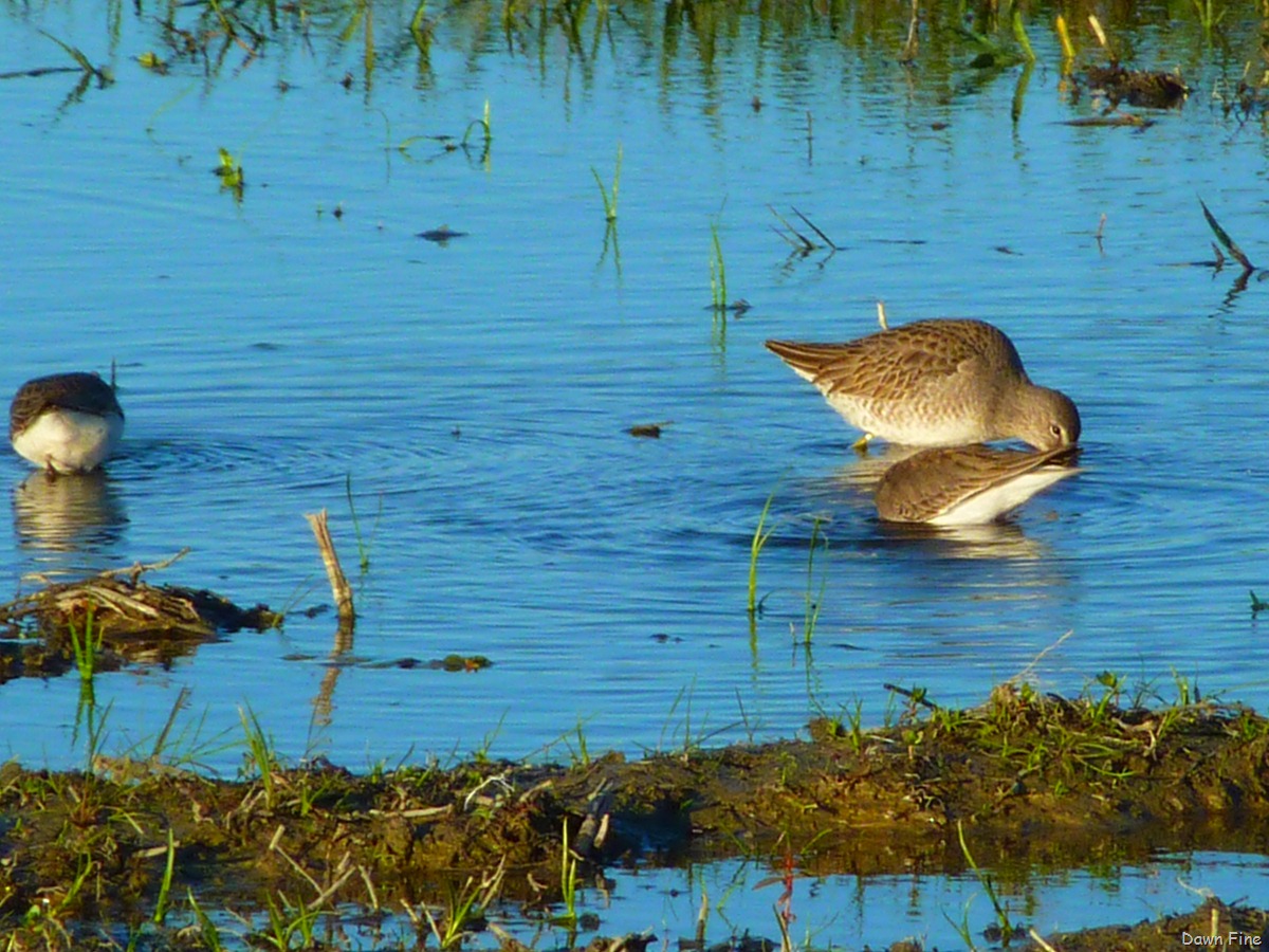 [UC Davis_042[3].jpg]