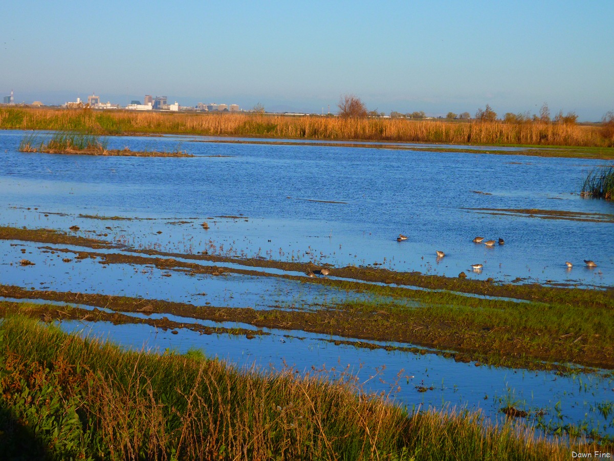 [UC Davis_044[7].jpg]