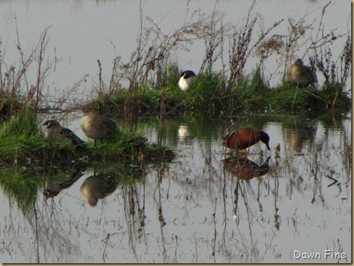 Consumnes birding_046 Consumnes birding_046