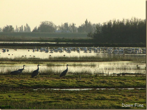 Consumnes birding_167 Consumnes birding_167