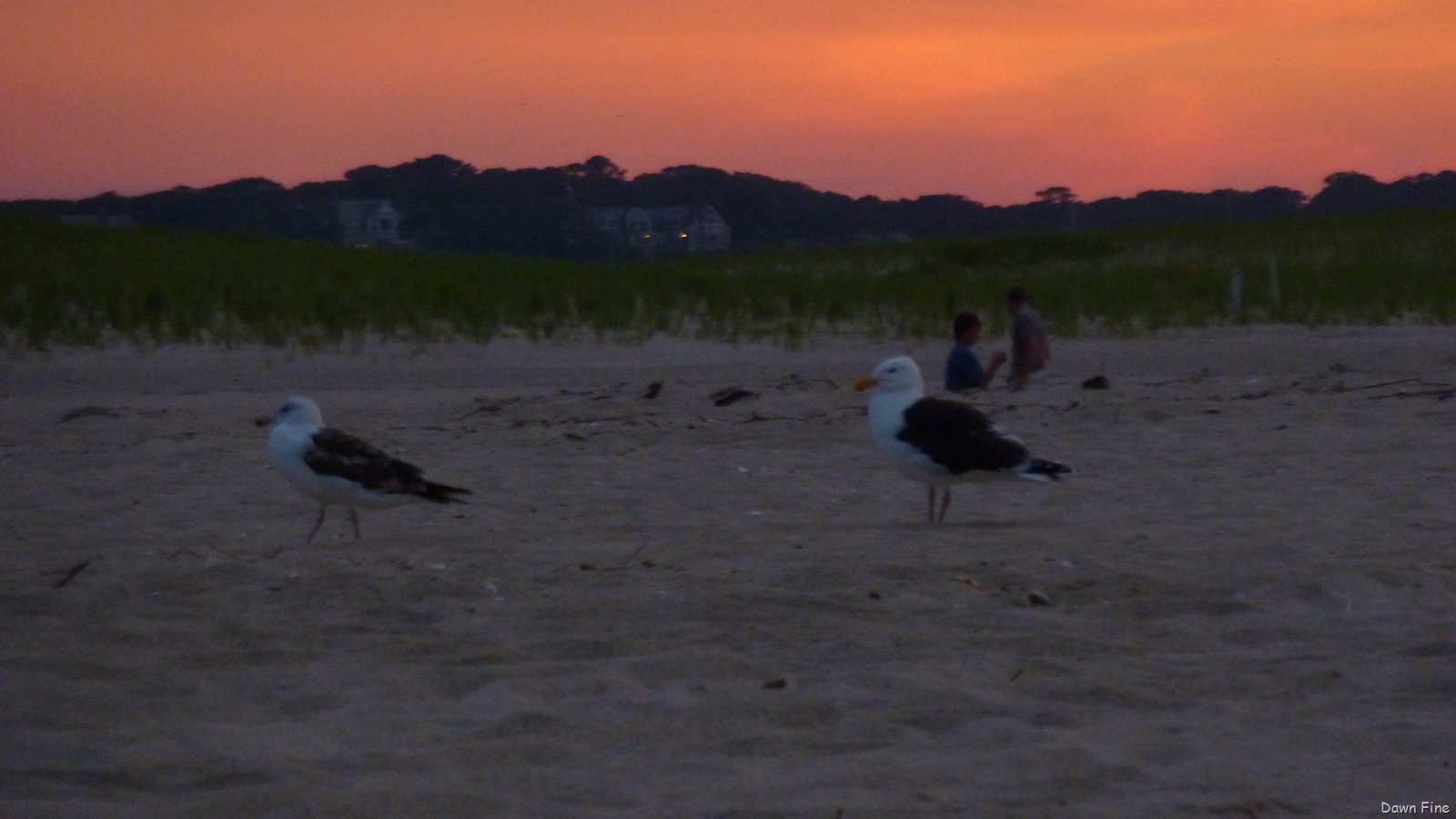 [sunset chatham_088.jpg]