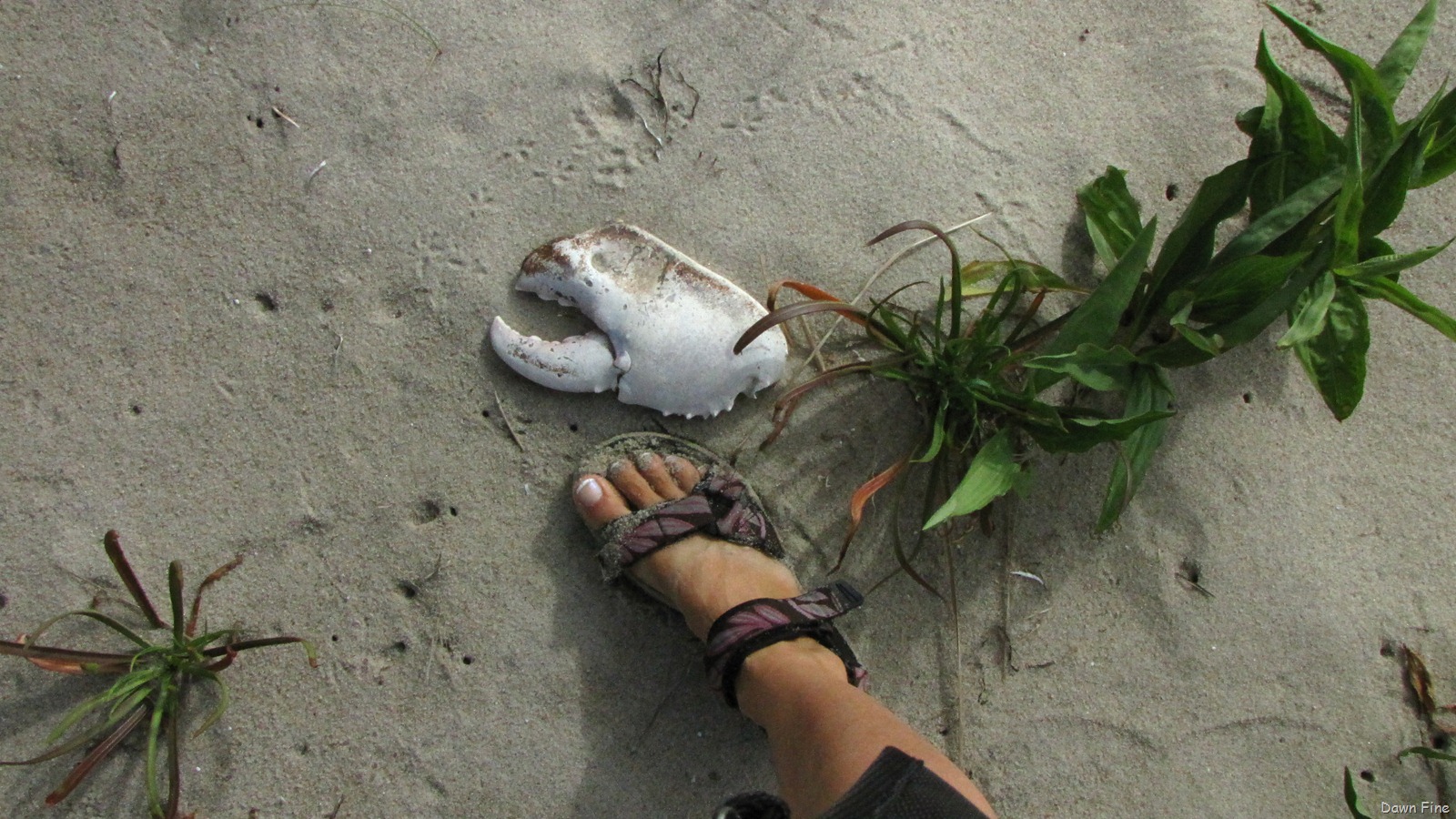 [southbeachbirding_0132.jpg]