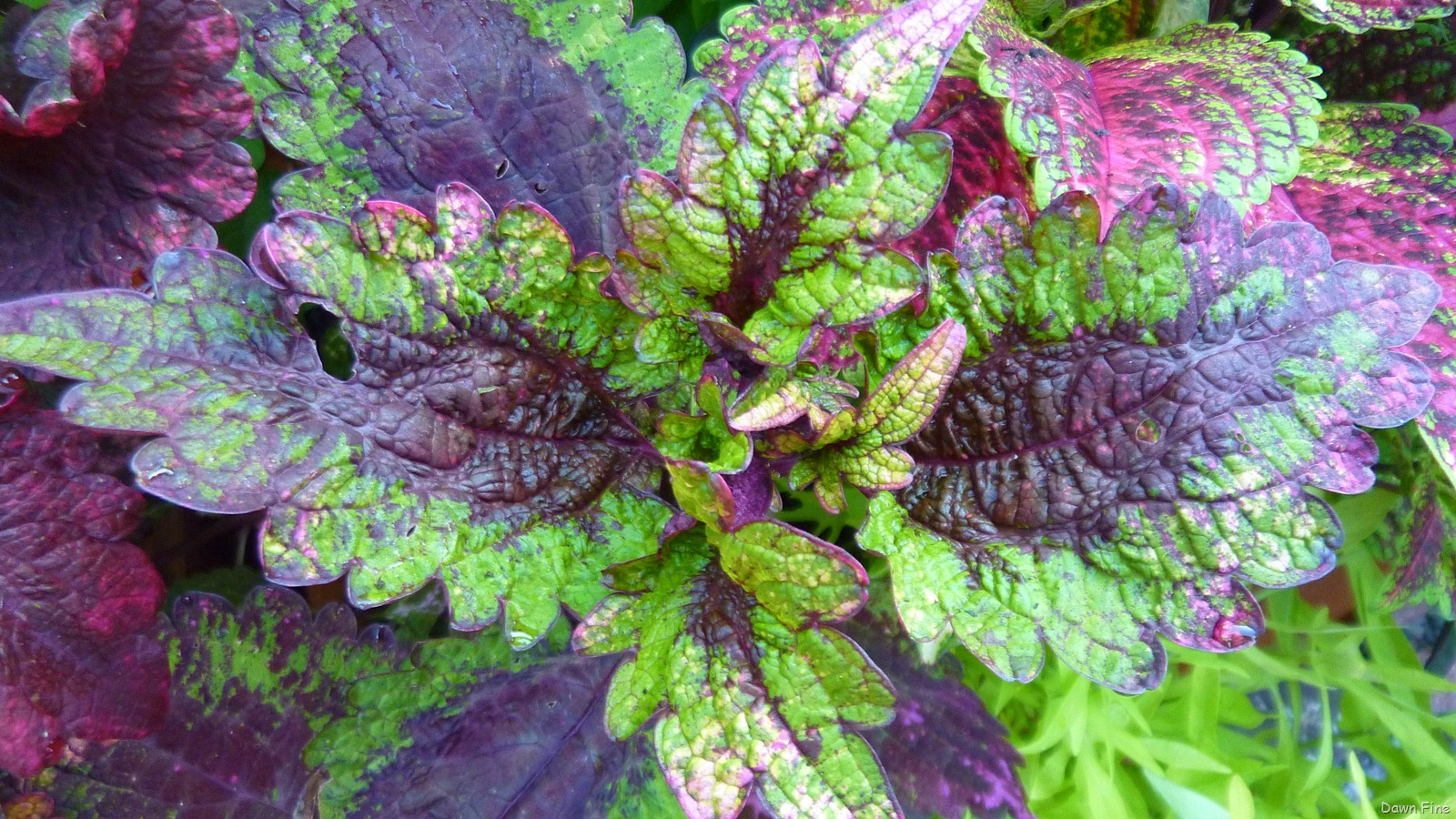 [garden_013[15].jpg]