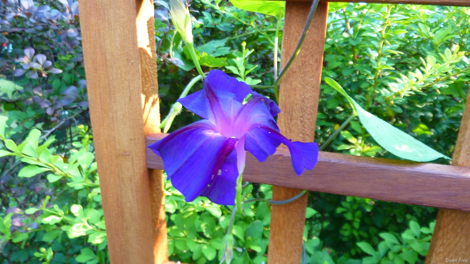 [garden_018[13].jpg]