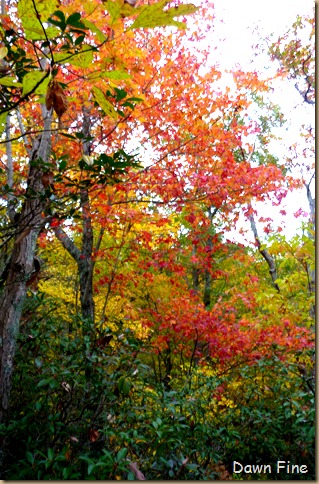 Lantern Hill_024