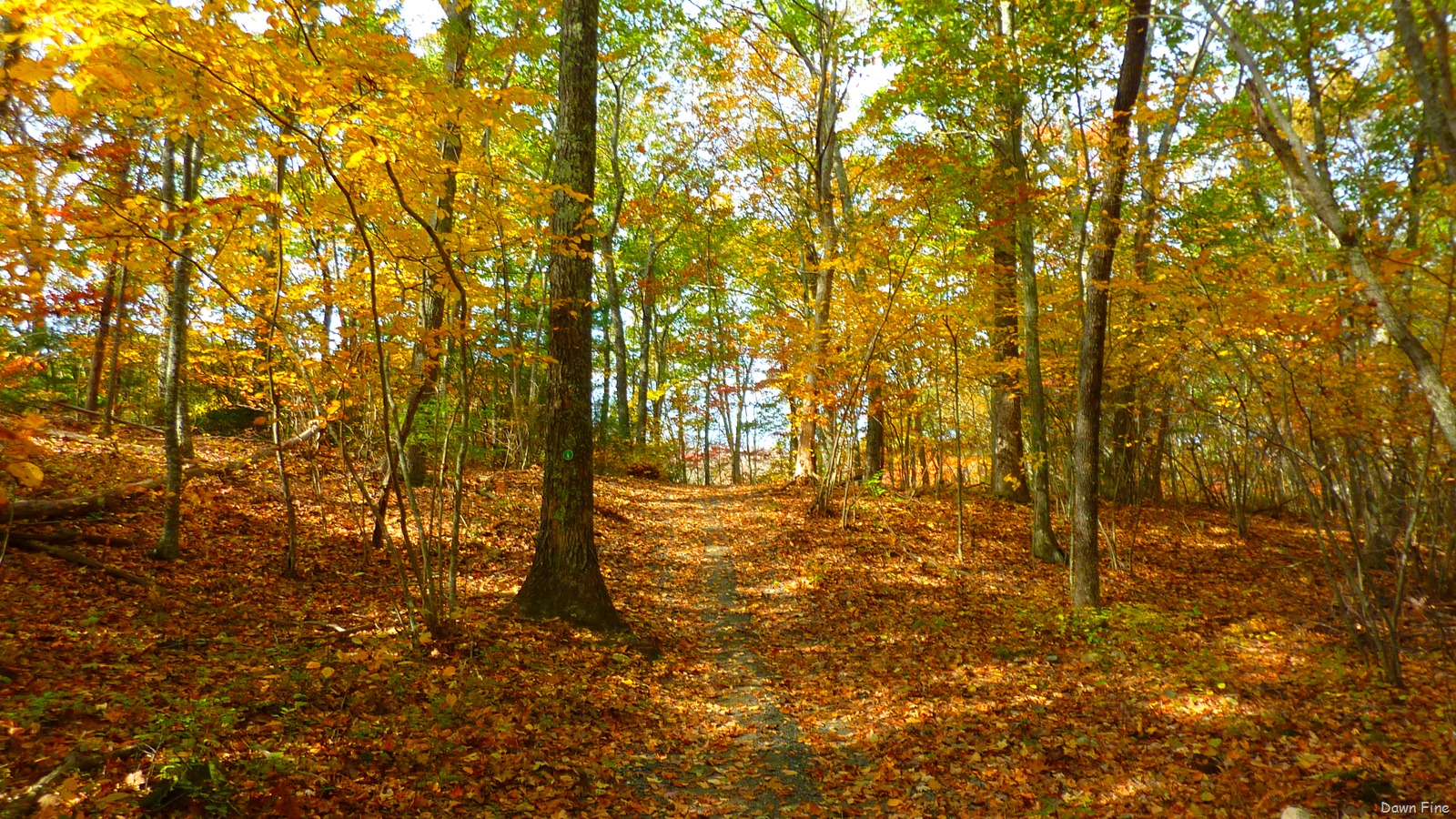 [Lantern-Hill_0794.jpg]