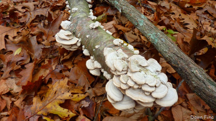 [Bluff point _021[4].jpg]