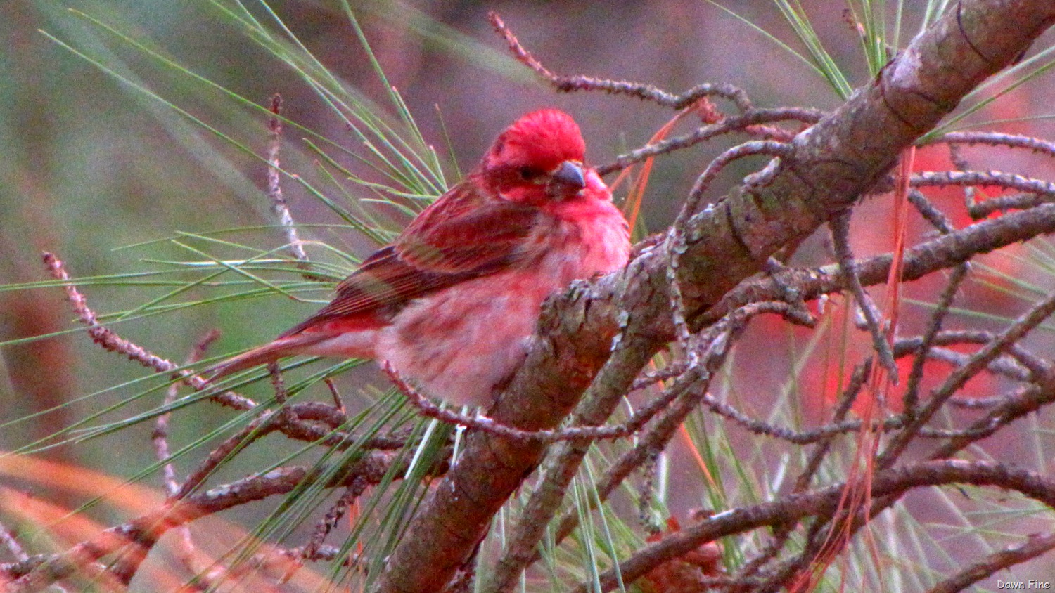 [Birds Carthage_047[14].jpg]