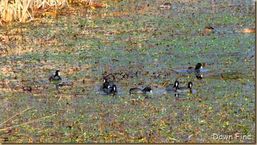 harris neck nwr_080