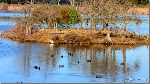 harris neck nwr_110