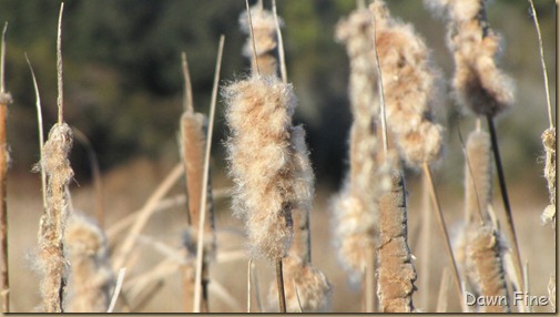 harris neck nwr_156