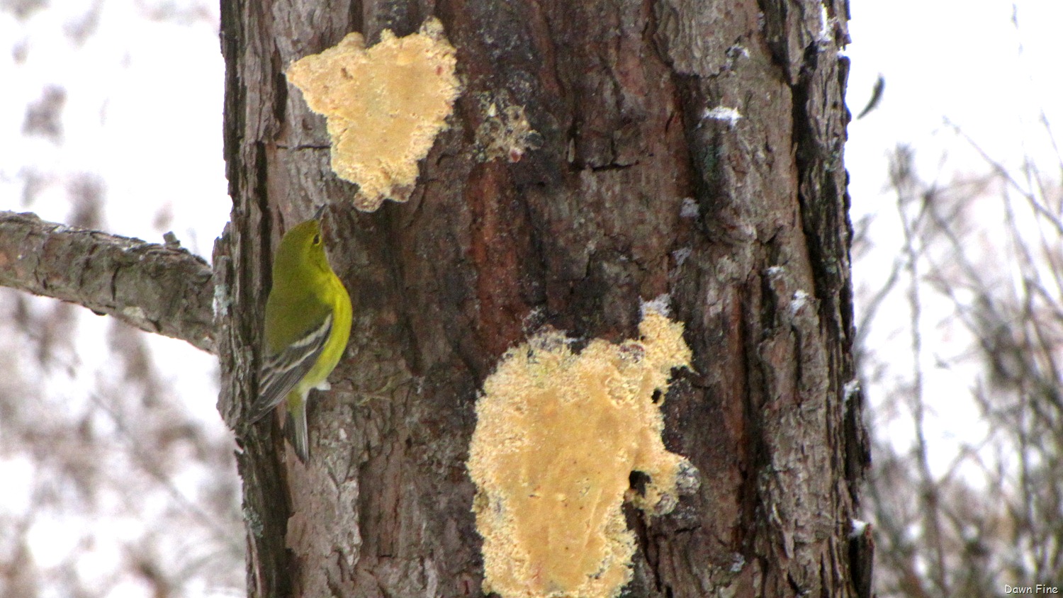 [Snowstorm_020[1].jpg]