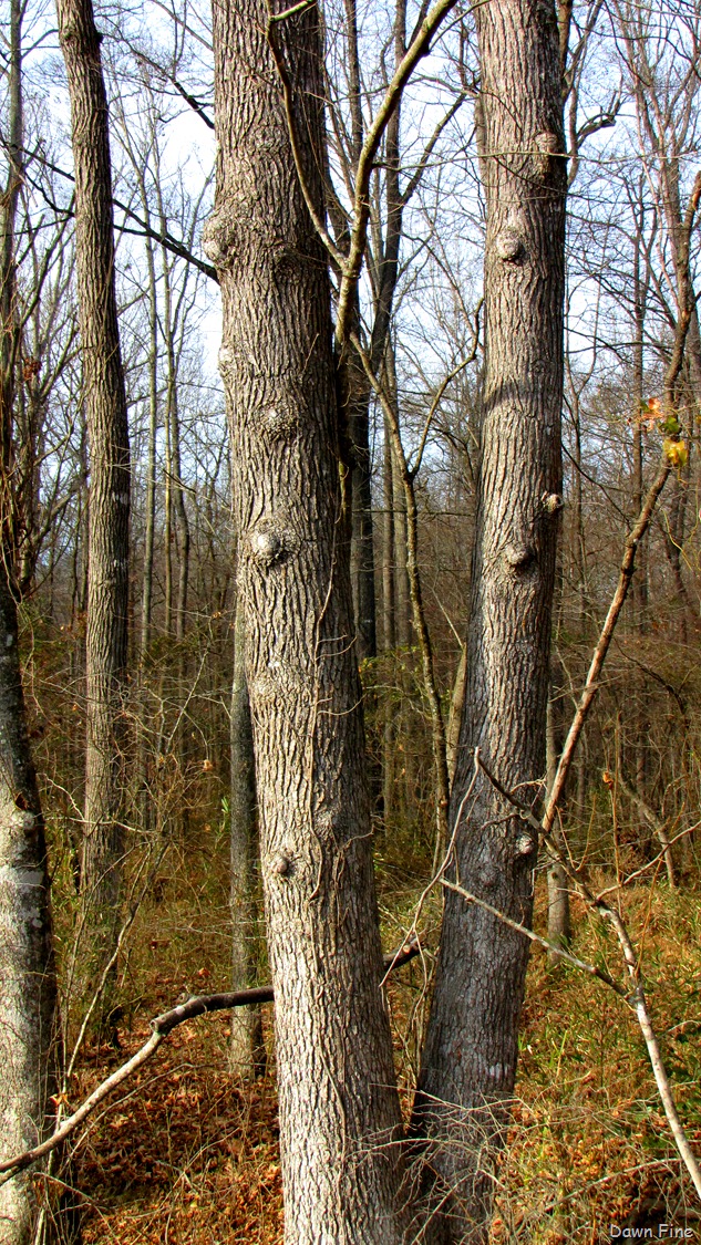 [Pee Dee_119[9].jpg]