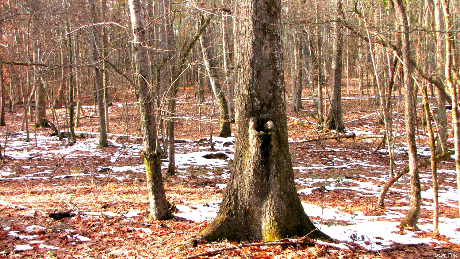 [Pee Dee_049[13].jpg]