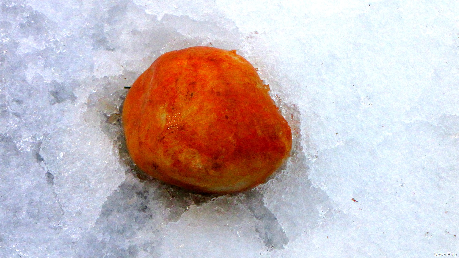 [Pee Dee_057[16].jpg]