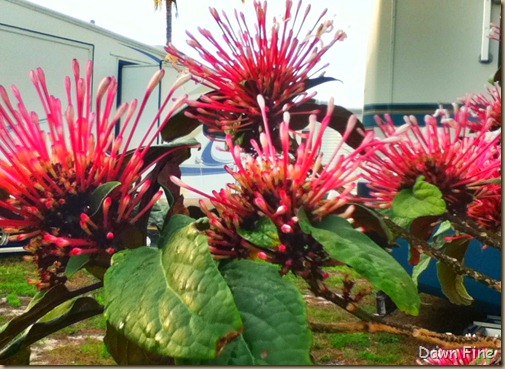 shrub shrub