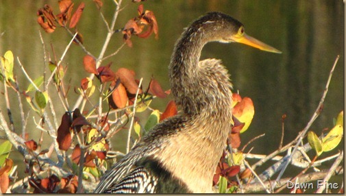 Black Point drive, Gator road_097