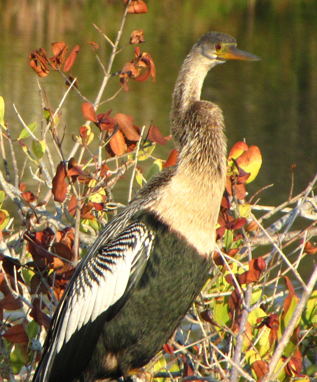 [Black Point drive, Gator road_072[4].jpg]