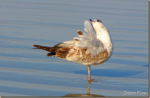 pond and gull fly in_047