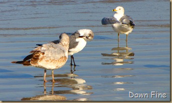 pond and gull fly in_064