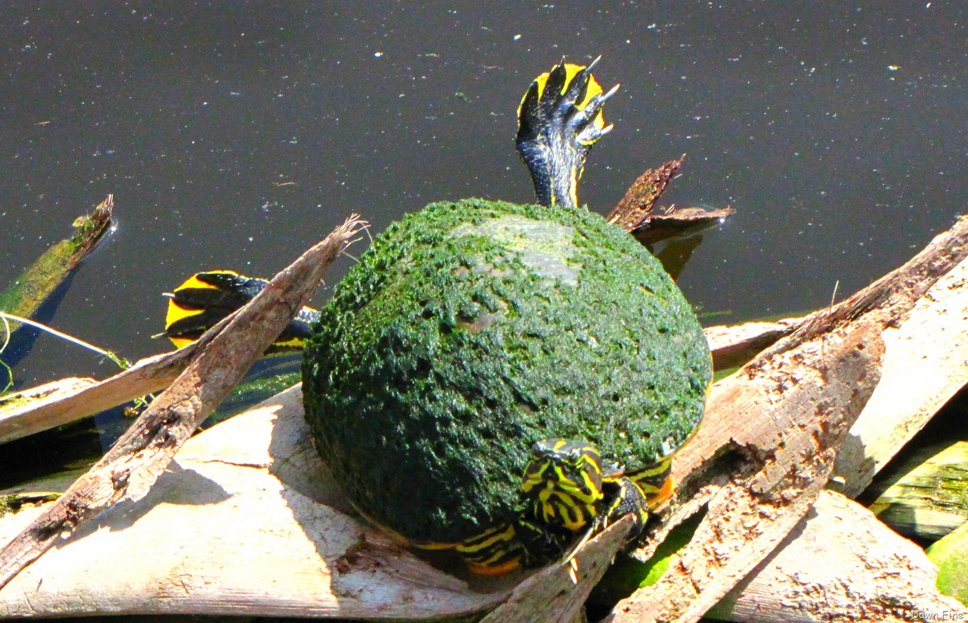 [Turtle (6).jpg]