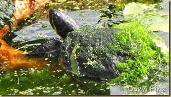 Turtles (2)
