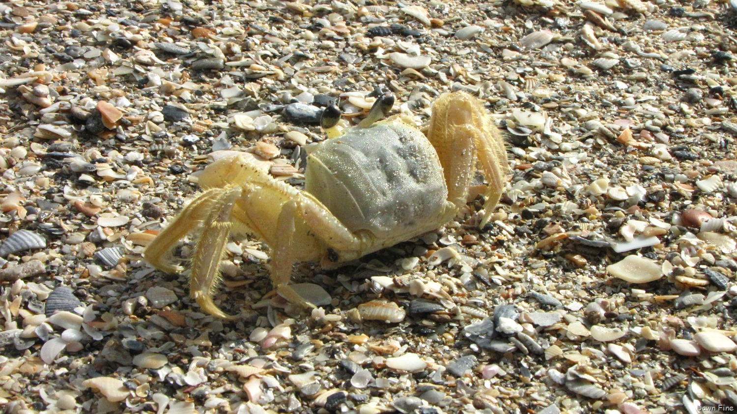 [Hutchinson-Island_0324.jpg]