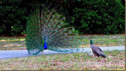 Peacocks @Magnolia Park, Apopka Florida_089
