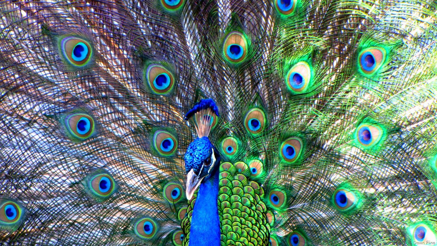 [Peacocks @Magnolia Park, Apopka Florida_110[9].jpg]