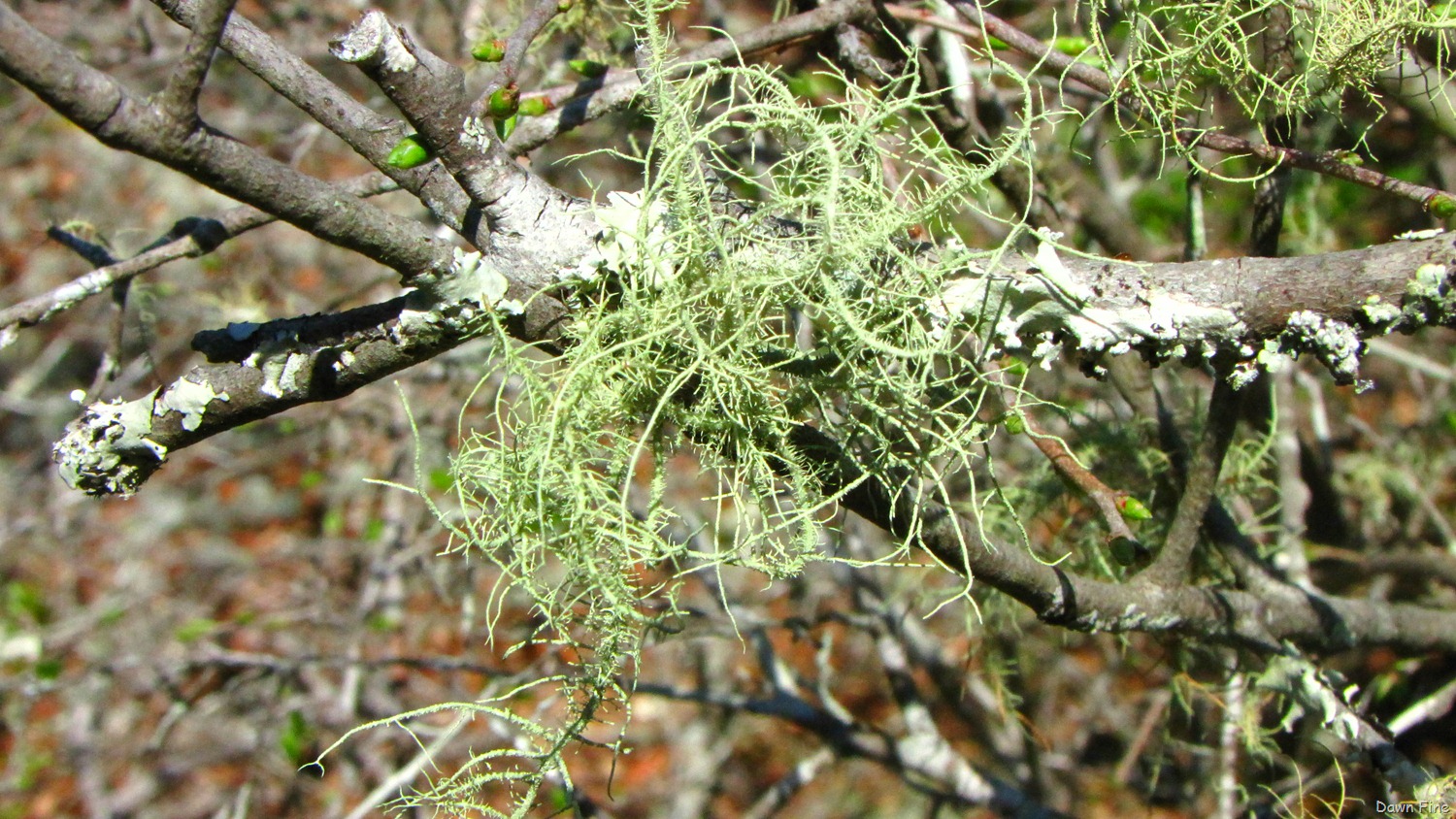 [Ocala NF_019[4].jpg]