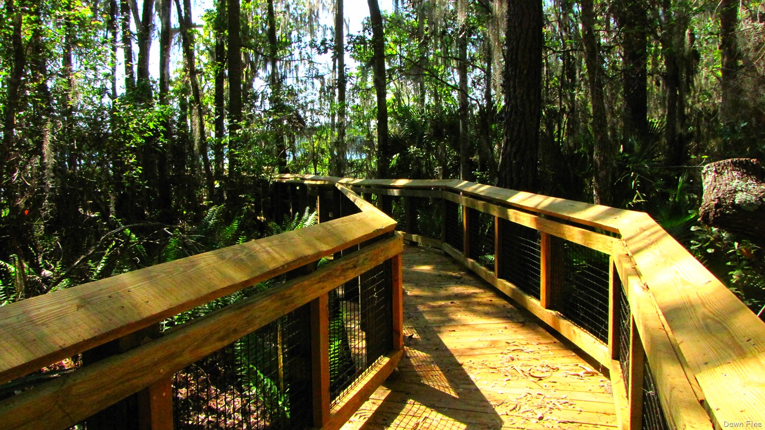 [Ocala NF_027[4].jpg]